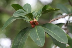 Ficus cuspidata